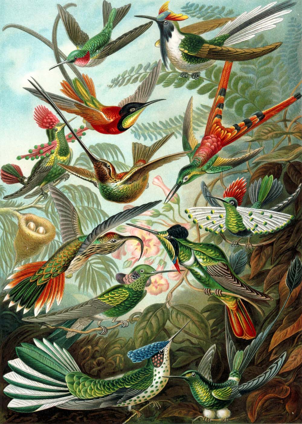 Ernst Haeckel – Kunstformen der Natur (1904), plate 99: Trochilidae